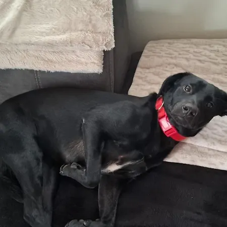 Karlotta Ostseebad Kühlungsborn